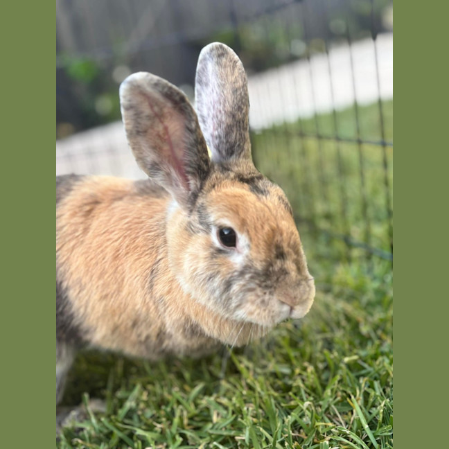 Photo of Mochi