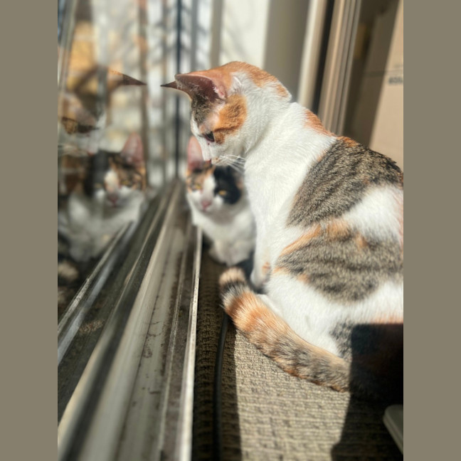 Photo of Ginger