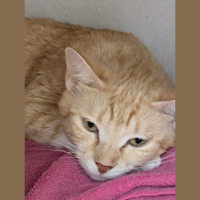 Photo of Clementine
