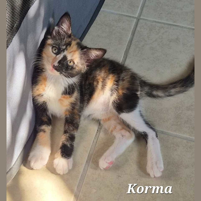 Photo of Korma