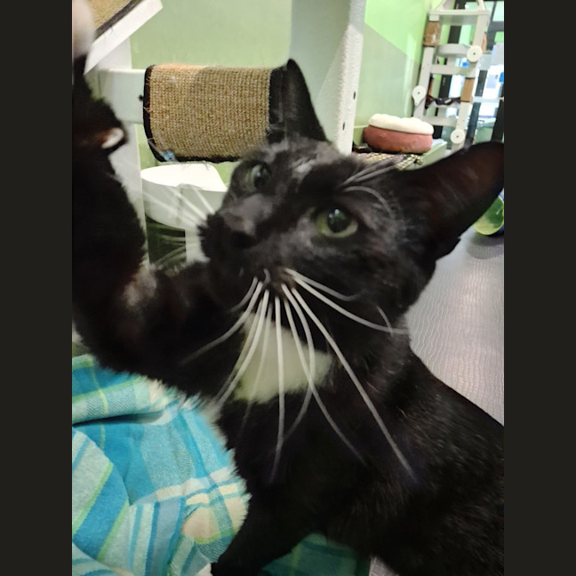 Photo of Maverick