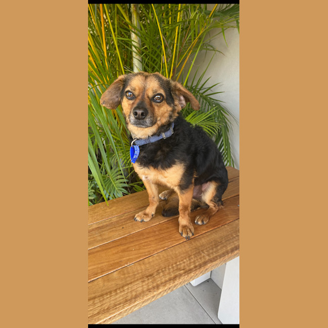 Photo of Barney   3 Year Old Chihuahua X Terrier