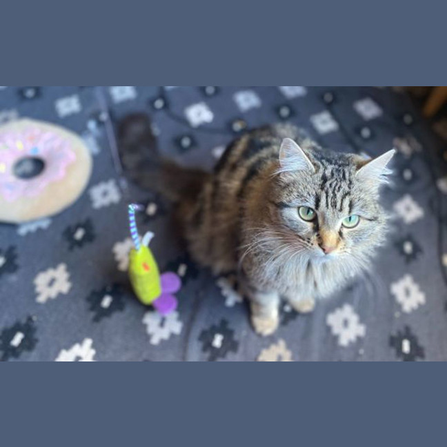 Photo of Juniper