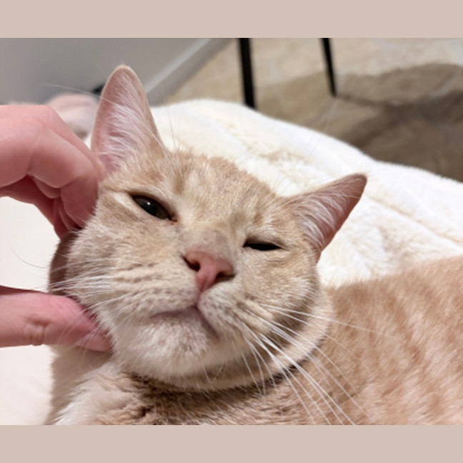 Photo of Felix