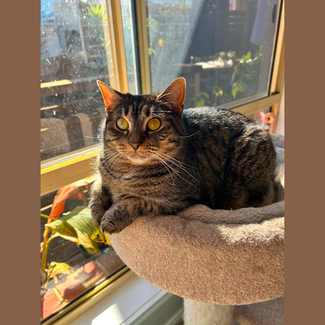Photo of Peggy Sue *9 Lives Project Rescue*