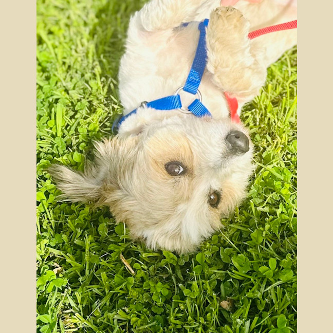 Photo of Max