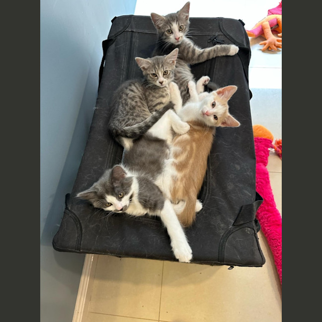 Photo of Sunny Boy ☀️meet Me@Petstock Mornington Nepean Hwy