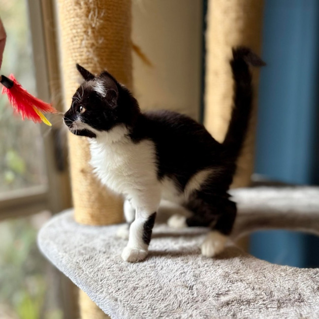 Photo of Puffin   Located In Templestowe