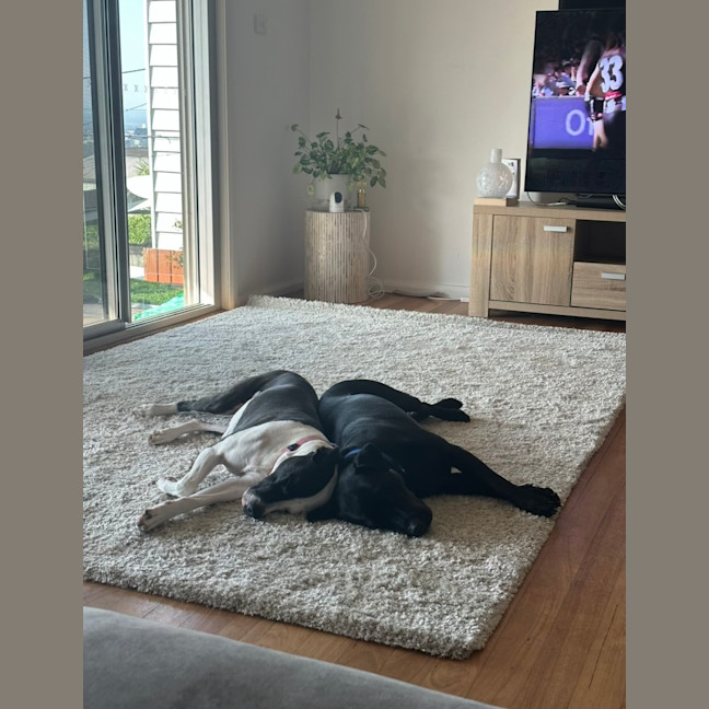 Photo of Mia   3 Year Old Staffy X (Trial)