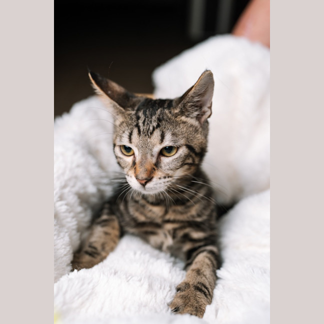 Photo of Trujillo (Trudy)