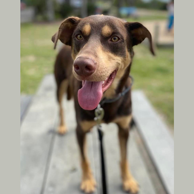 Photo of Dexter