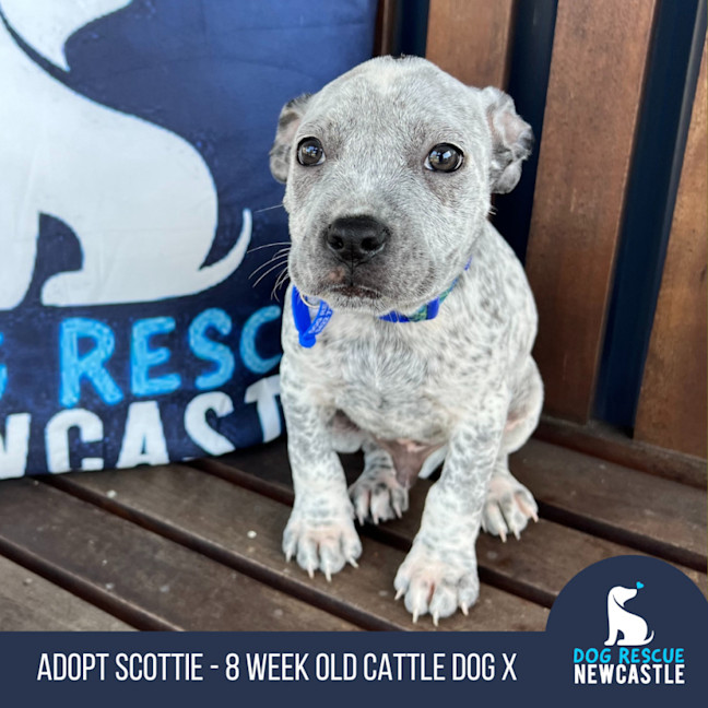 Photo of Scottie   8 Week Old Cattle Dog X