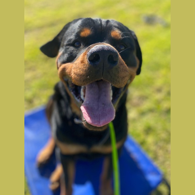 Photo of Bruno