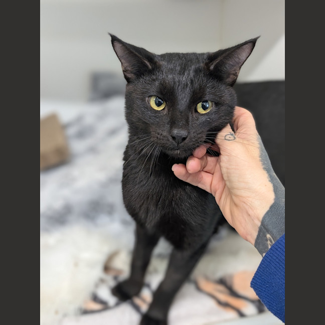 Photo of Blackjack