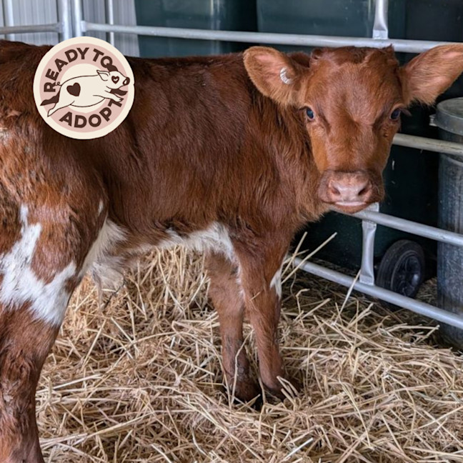 Photo of Chester & Charlie