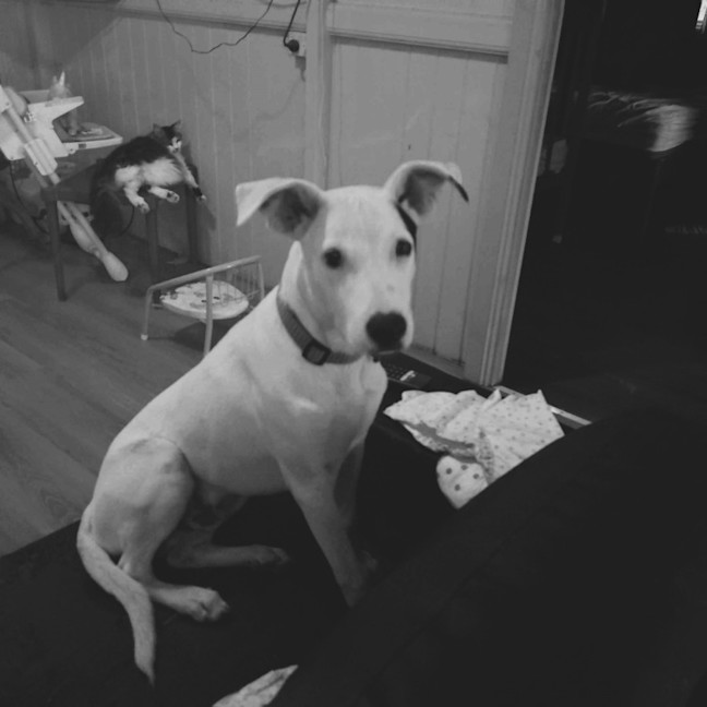 Photo of Toby