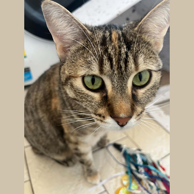 Photo of Jazz