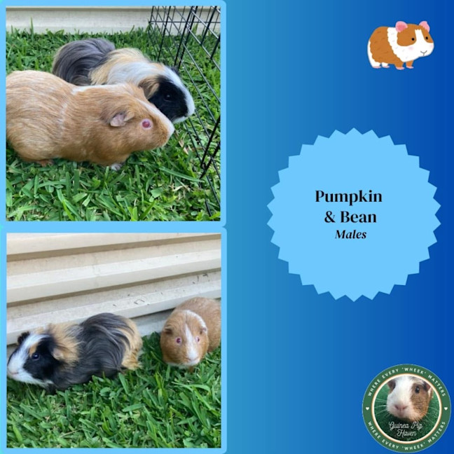 Photo of Pumpkin & Bean