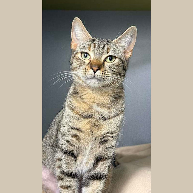 Photo of Tiger Lilly