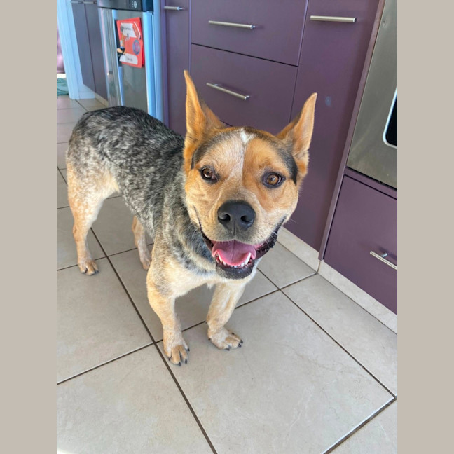 Photo of Oscar *$150 Adoption Fee*