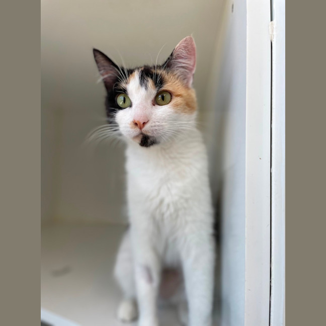 Photo of Luna