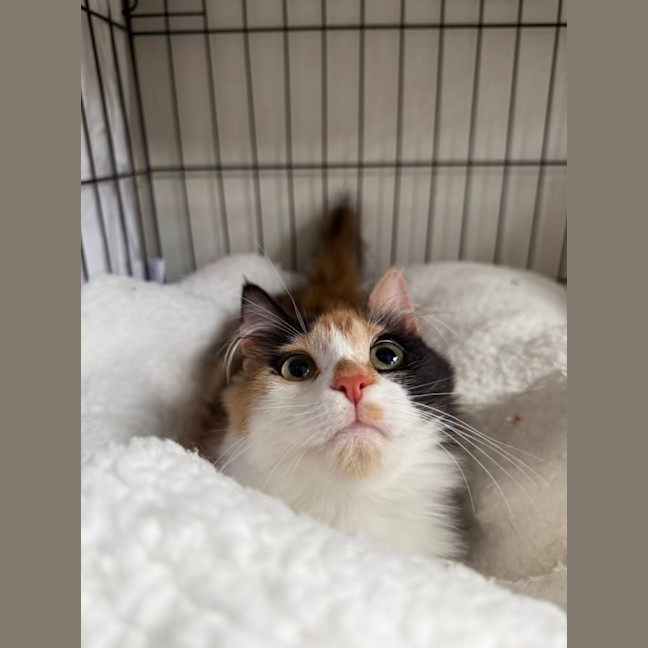 Photo of Poe