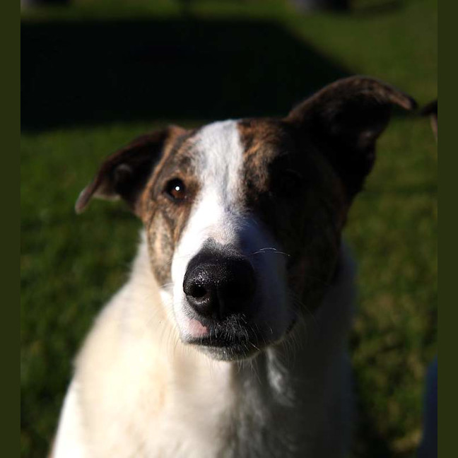 Photo of Chop