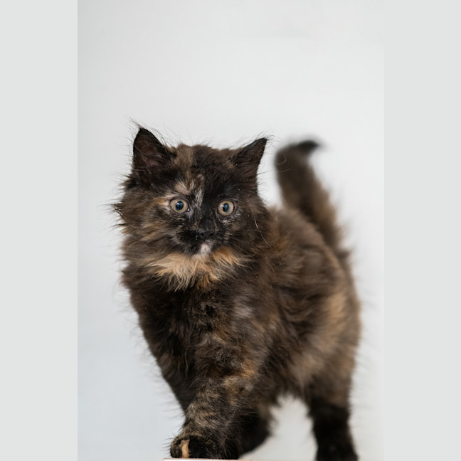 Photo of Piper