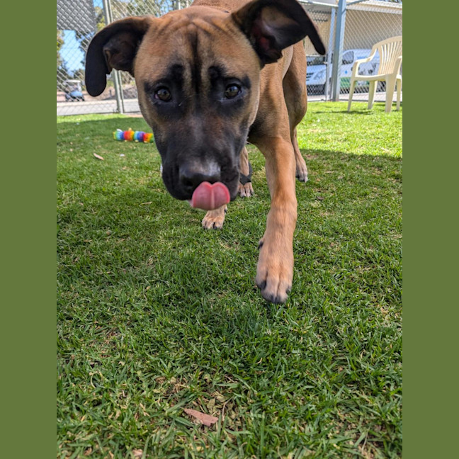 Photo of Rocky