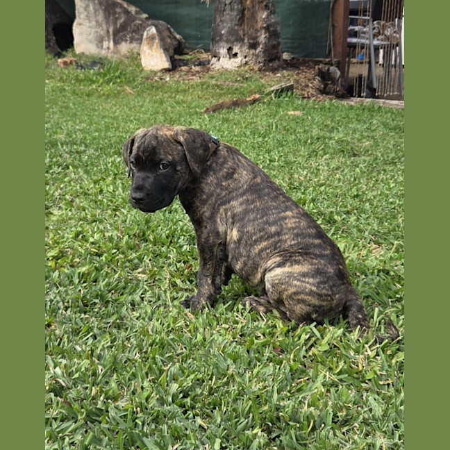Photo of Percy
