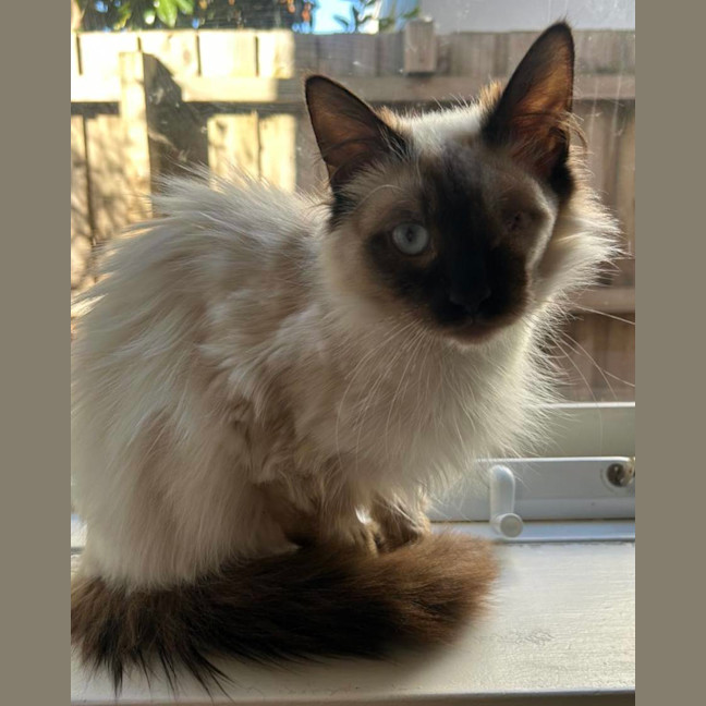 Photo of Sammie & Sampson 