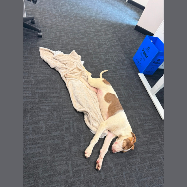 Photo of Kimber