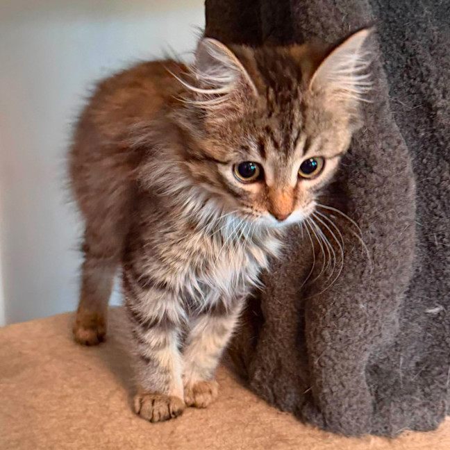 Photo of Firecracker   In Foster Care In Templestowe