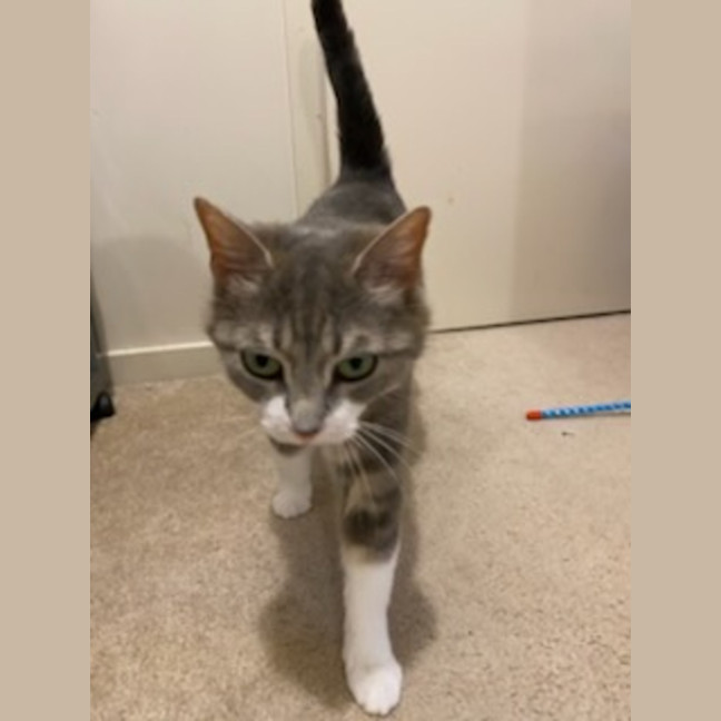 Photo of Rumi *9 Lives Project Rescue*