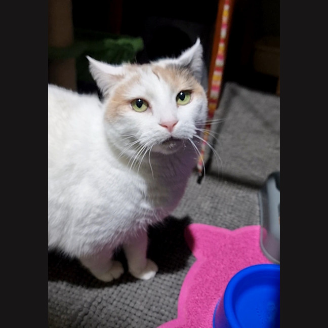 Photo of Little Puss