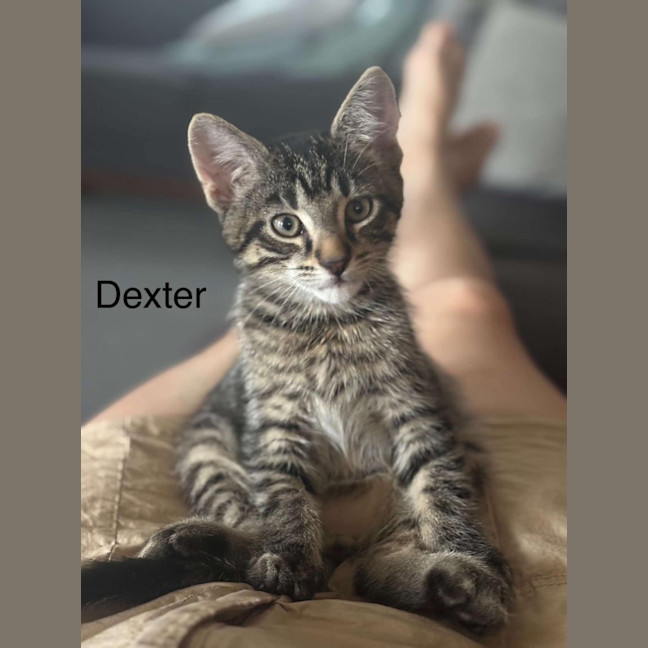Photo of Dexter Meet Me@Dandenong Petstock Store 