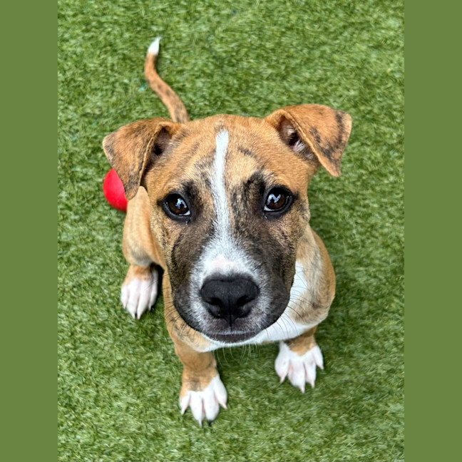 Photo of D1073 Jindi