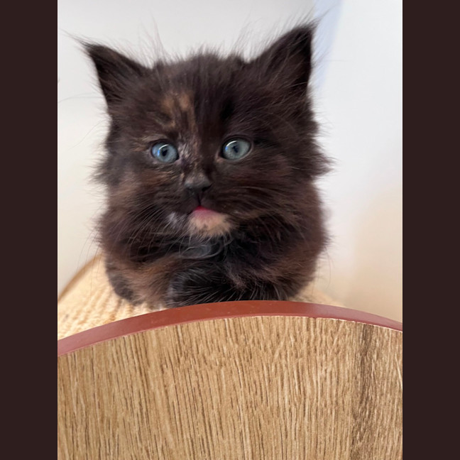 Photo of C1473 Gemma