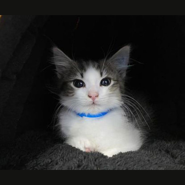 Photo of Pisho