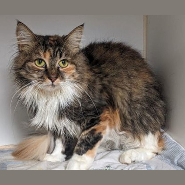 Photo of Dahlia