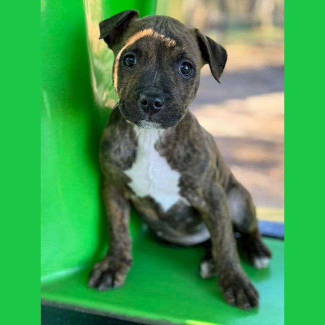 Photo of Queen Of Hearts 