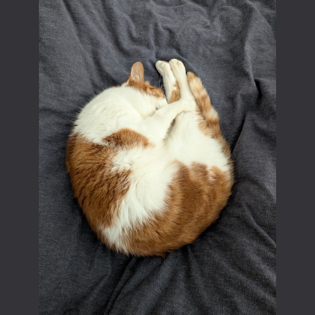 Photo of Gingie   In Foster Care In Brunswick East
