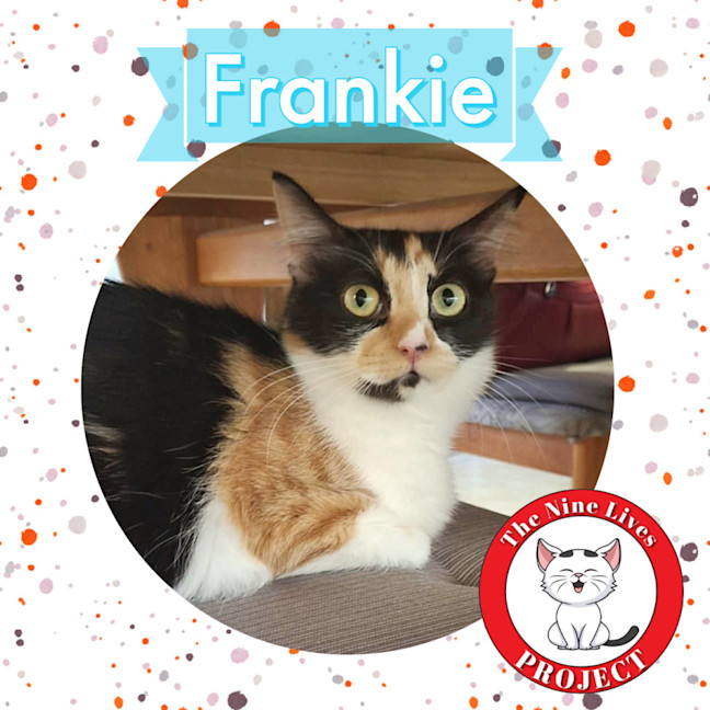 Photo of Frankie 💋 *9 Lives Project Rescue*