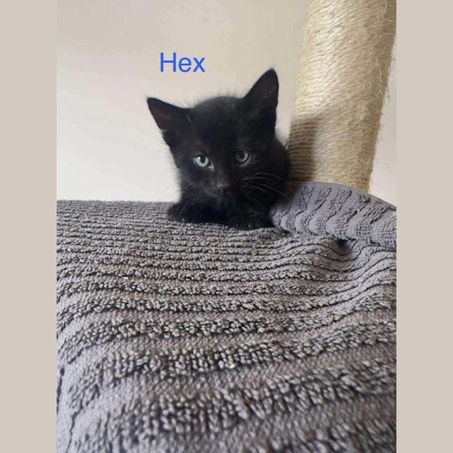 Photo of Hex