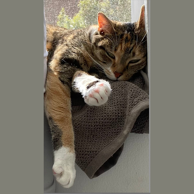 Photo of Willow