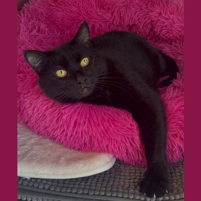 Photo of Molly