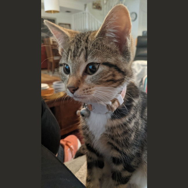 Photo of Pumpkin 💗