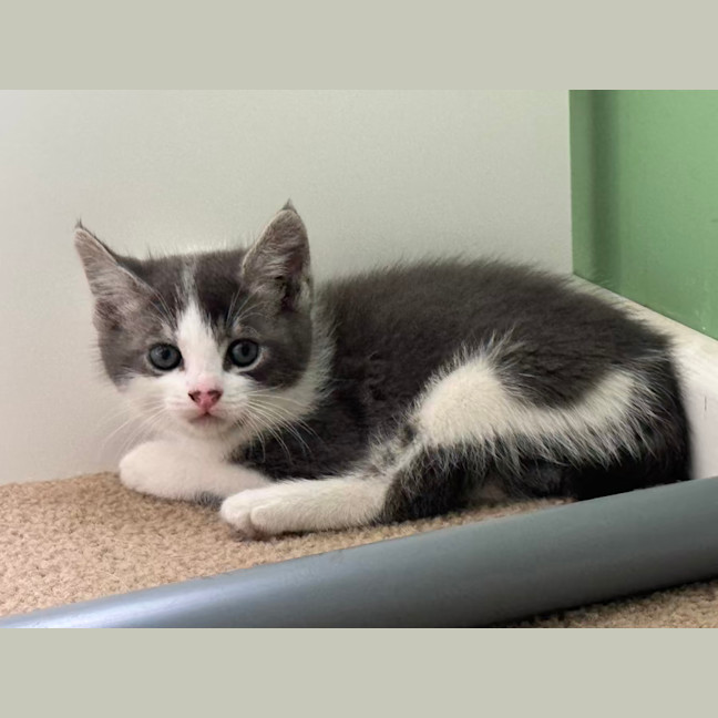 Photo of Basil   9 Week Old Manx X Dsh