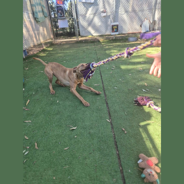 Photo of Maple