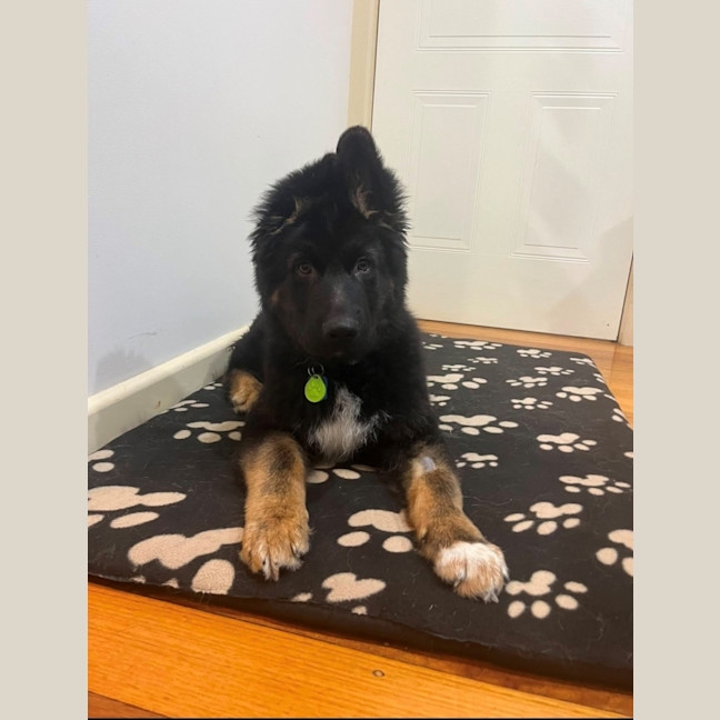 Photo of Bear